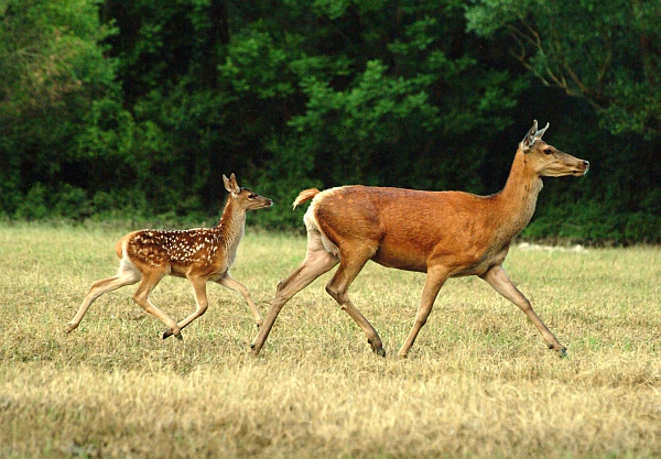 PASSIONE PER IL CERVO